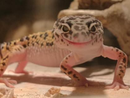4 Leopardgeckodamen mit 2 Terrarien