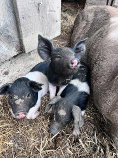 Berkshire Angler Sattelschwein Ferkel Schwäbisch Hällisch BIO