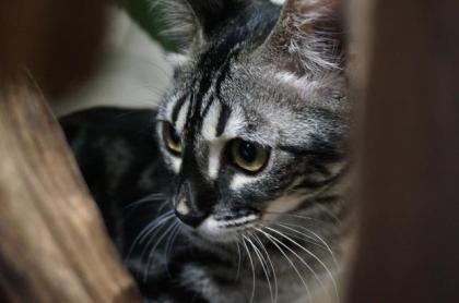 Bengal Mädchen