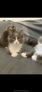 Maine Coon Kitten mit Stammbaum