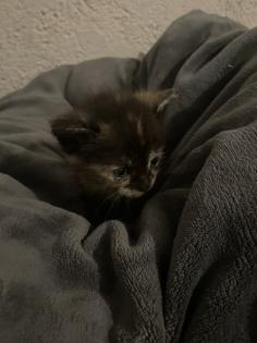 Maine Coon Mix Kitten