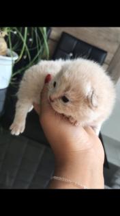 Scottish fold Kitten britisch Kurzhaar Bkh