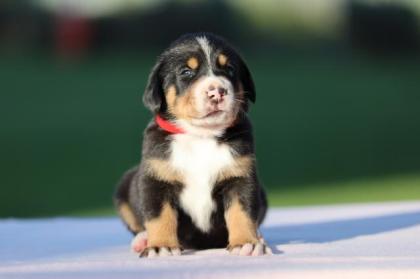 Grosser Schweizer Sennenhund Welpen FCI