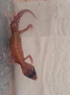 0, 9 Leopardgeckos DNz20 u 22 Komplettabnahme bevorzugt