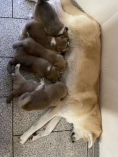 Reinrassige Akita Inu Welpen mit Papieren der Elterntiere