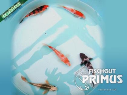 Hand-Select AA 15 cm Koi-Mix