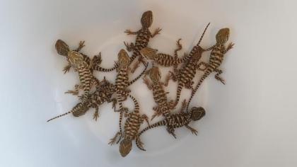 Zwergbartagame