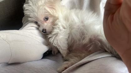 Maltipoo Welpe zu verkaufen