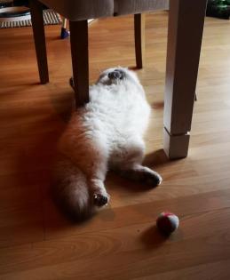 Suche Ragdoll Deckkater