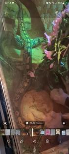 2 Königspython weiblich Terrarium groß