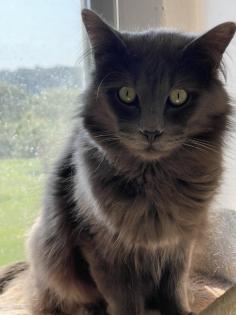 Maine Coon Perser Kitten