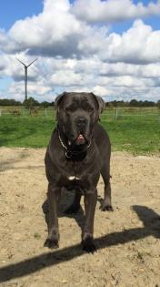 Kräftige Cane C rso Welpen