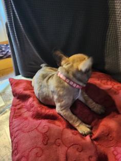 Französische Bulldoggen Baby, s