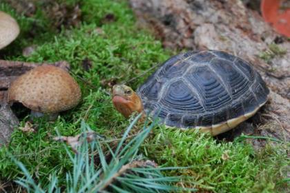 Gelbrandschanierschildkröte