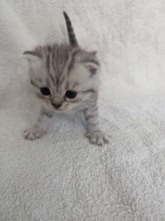 Sechs süße BKH Kitten geb. 06. 05. 23 suchen ab Ende Juli ein neues Zuhause