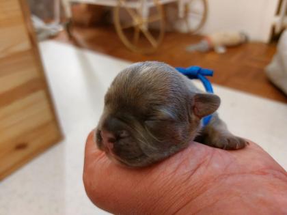 Welpen Französische Bulldoggen