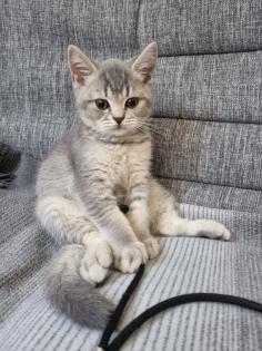 BKH Kitten abholbereit
