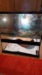 Kornnatter m/w striped / black albino Schlangen 15 Jahre 2 Terrarien