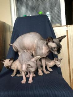 Sphynx Kätzchen