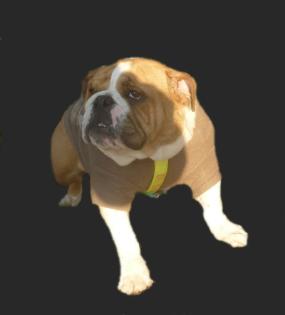 Sorgenkind Trudi, engl. Bulldogge, 10 Wochen