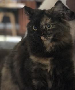 Katze Dori sucht ein liebevolles Zuhause