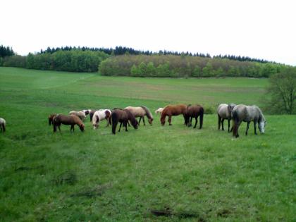 Alles für die Pferde - Pferdepension und Jungpferdeaufzucht Gut und Günstig