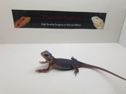 Schöne Rote und weiße Bartagamen Hypo Translucent Zero Pogona Vitticeps Abzugebe