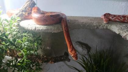 Zwei Kornnattern Terrarium Unterschrank