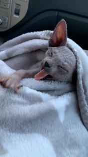 Canadian Sphynx Kätzchen
