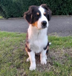 Australien shepherd Rüde