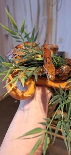 2 kornnattern inkl Terrarium und Zubehör