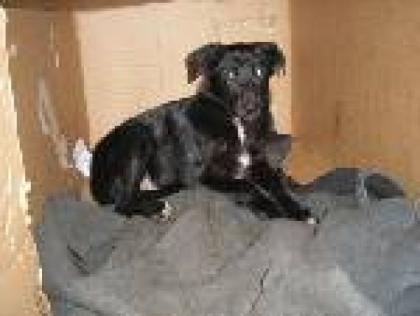 Schöne Labrador -Mischlinge in gute Hände