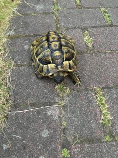 Griechische Landschildkröte männlich, geb. 2008