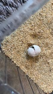 Dringend Madagaskar Großkopfgecko