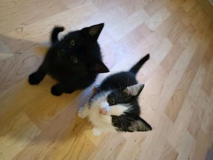 Katzen abzugeben zusammen