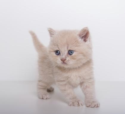 Bkh Kitten suchen ein neues zu hause