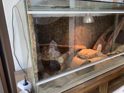 2 Bartagamen männl. und weibl. Terrarium Zubehör Deko VB