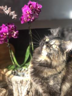 Katze Dori sucht ein liebevolles Zuhause