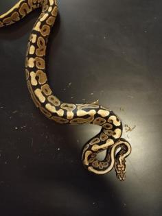 0. 1 Spotnose Yellowbelly