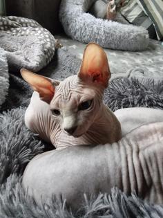 Abgabebereit. 3 Canadian Sphynx Kater