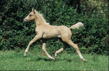 Araber-Berber 50/50 mit Papier, PALOMINO, Hengst auf Wunsch Wallach zu verk