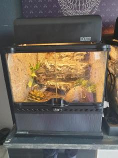 Spinne mit Terrarium