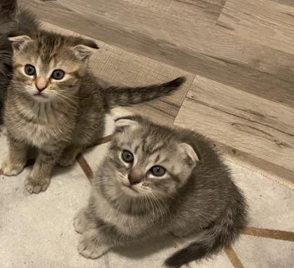 BKH EKH Kitten Dezember abgabebereit