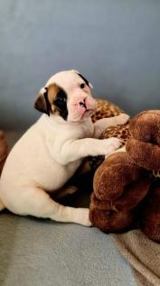 Boxer OEB Mix
