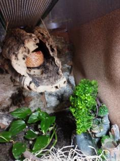 Kornnatter mit Terrarium