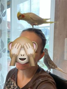 Nymphensittiche Wellensittiche mit Voliere