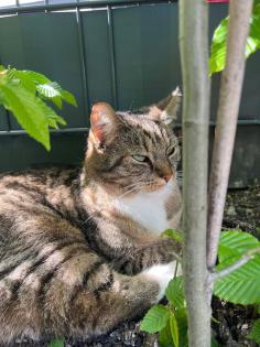 Katze aus Pension verschwunden
