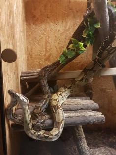 Terrarium mit Zubehör und 2 Boa constrictor