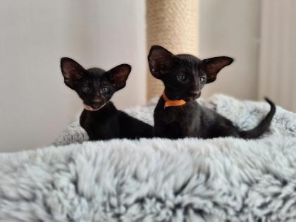 Orientalisch Kurzhaar Kitten mit Papiere / Stammbaum