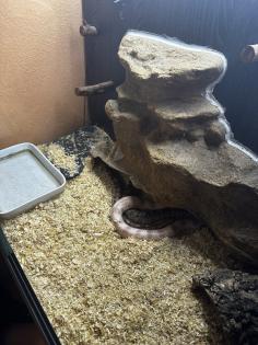 2 Kornnattern Braun/Grau Hellorange inkl. Terrarium